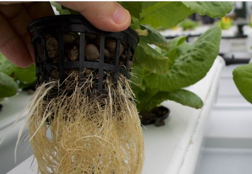 racines en hydroponie